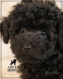 Barboncino nano piccolo maschio - genitori testati