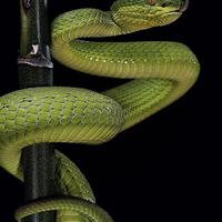 Porsche 911 E TARGA 2.4 (VERDE VIPER) PERMUTE