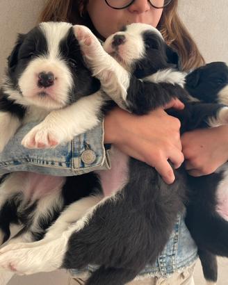 Border collie con pedigree