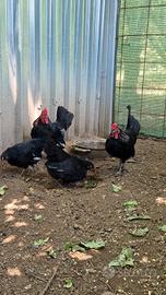 Galletti Bantam