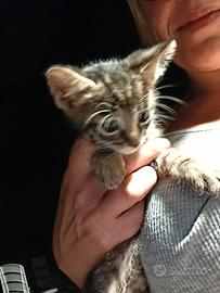 Gatto gattino micio