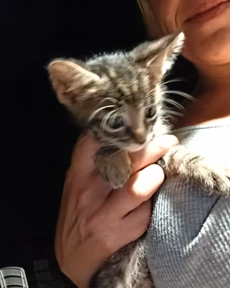 Gatto gattino micio