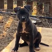 Cucciolo cane corso X amstaff