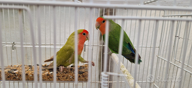 Coppia di inseparabili