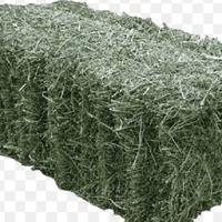 Foraggio erba medica