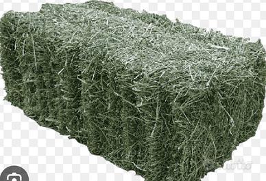 Foraggio erba medica