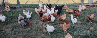 Galline