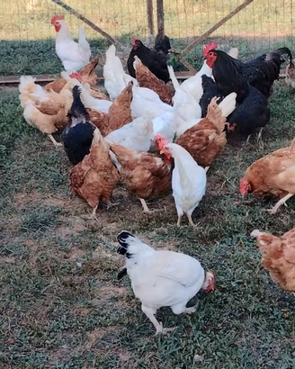 Galline