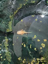 Axolotl albini