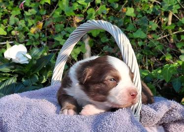 Cuccioli di pastore australiano