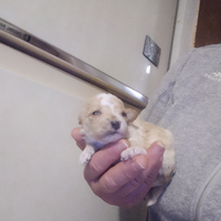 Cuccioli di maltipoo