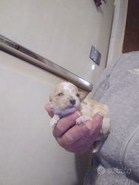 Cuccioli di maltipoo