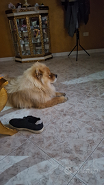 Chow chow