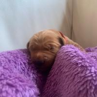 Golden retriever inglesi