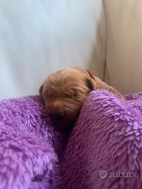 Golden retriever inglesi