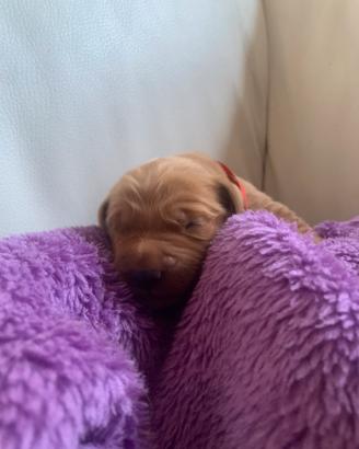 Golden retriever inglesi