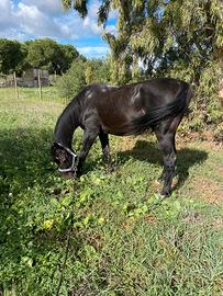 Cavallo purosangue inglese