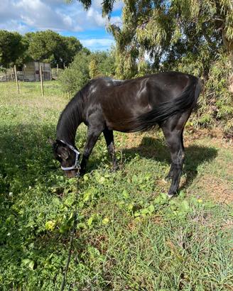 Cavallo purosangue inglese