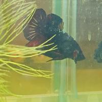 Betta plakat metalic copper
