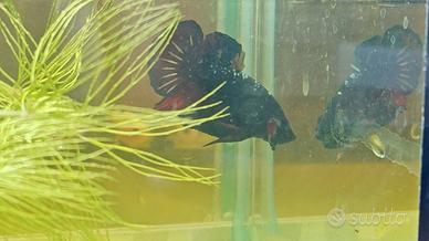 Betta plakat metalic copper