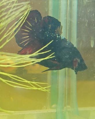 Betta plakat metalic copper