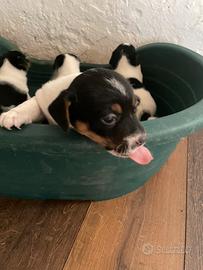 Cuccioli Jack Russel Terrier