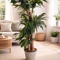 Dracena pianta artificiale