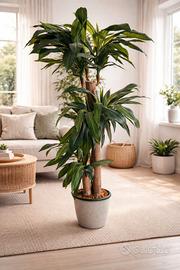 Dracena pianta artificiale