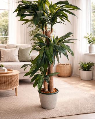 Dracena pianta artificiale