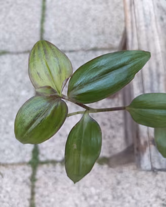 Tradescantia mollipila purple plush 💜