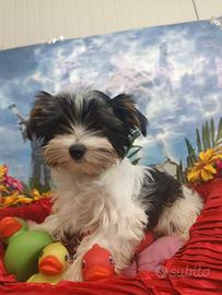 Piccola Taglia  Cuccioli Yorkshire Biewer Terrier 