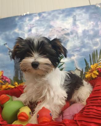 Piccola Taglia  Cuccioli Yorkshire Biewer Terrier 