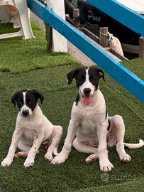 Cuccioli maschio e femmina