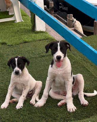 Cuccioli maschio e femmina