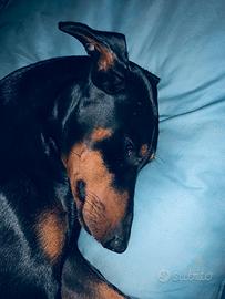 Dobermann Cucciolona