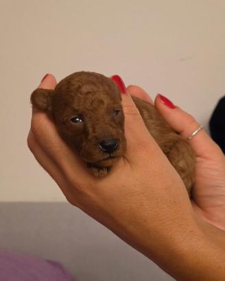 Cuccioli di Barboncino Toy