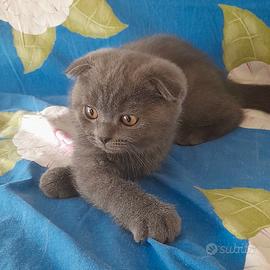 Cucciolo Scottish fold