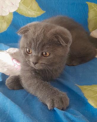 Cucciolo Scottish fold