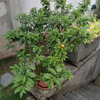 kumquat mandarino cinese 