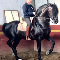 Pura Raza Espanola Capa Negra