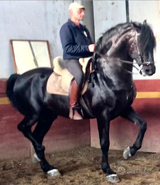 Pura Raza Espanola Capa Negra