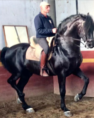 Pura Raza Espanola Capa Negra