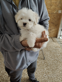Maltese