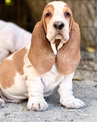 Il tuo bassethound ORA paghi con comodo