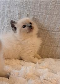 Cuccioli Ragdoll