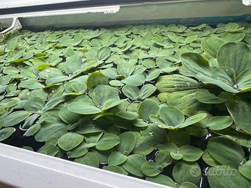 Pistia e lemma minor