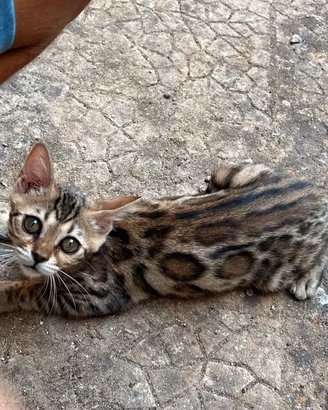 Cuccioli gatto bengala