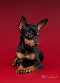 cuccioli di pinscher nano 