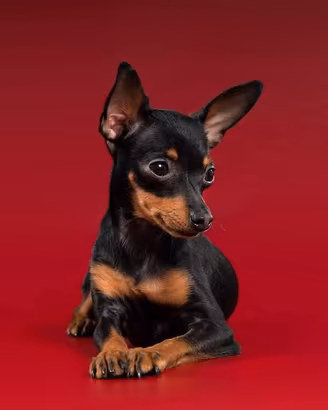 cuccioli di pinscher nano 