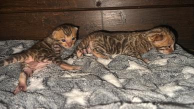 Bengal pedigree aperto